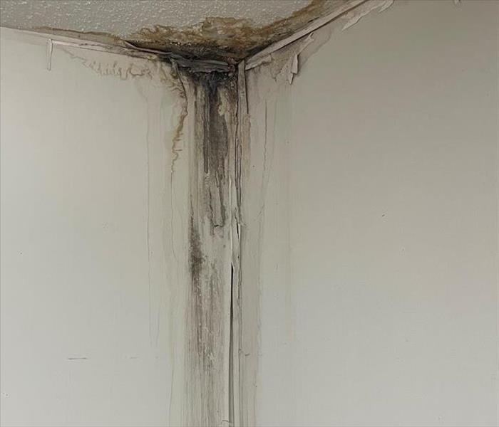 moldy black mold on white wall